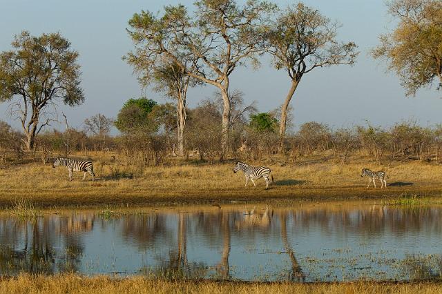 191 Linyanti, zebra's.jpg